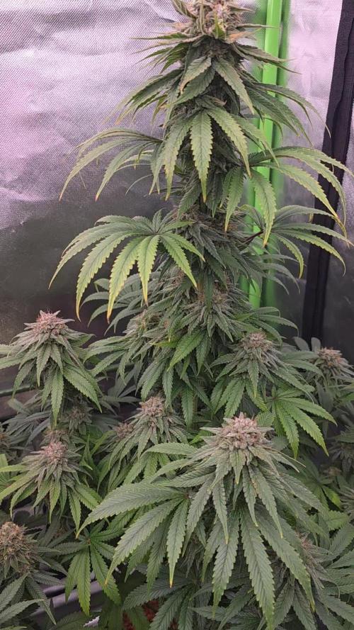 Amnesia Haze (B) Ganja Farmer