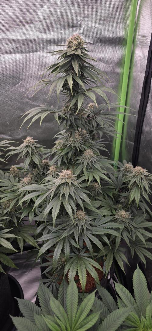 Amnesia Haze (B) Ganja Farmer. Week 15