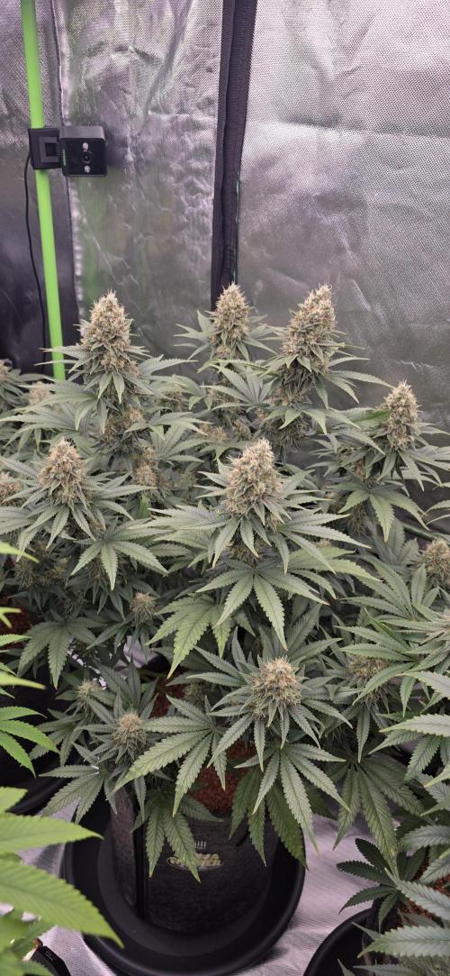 Amnesia Haze (B) Ganja Farmer. Week 15