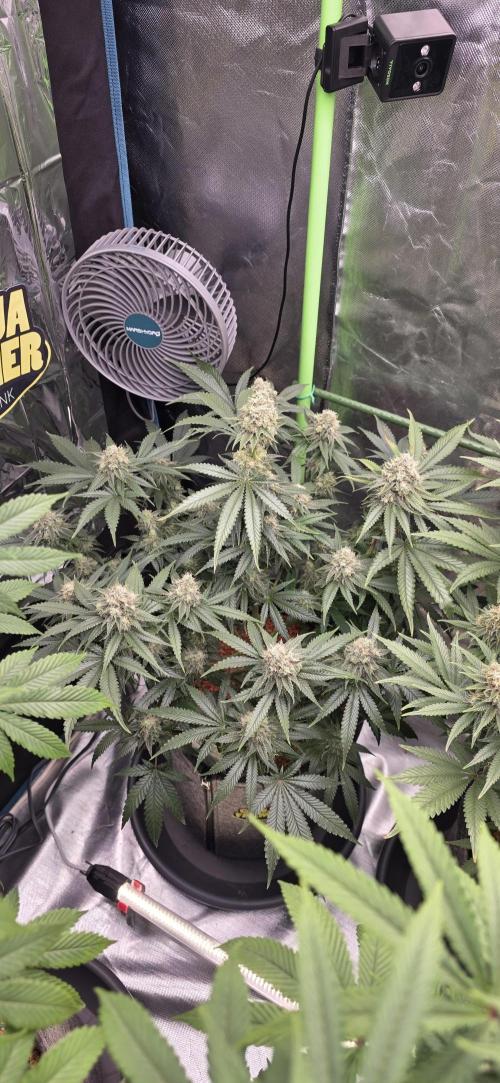 Amnesia Haze (B) Ganja Farmer. Week 15