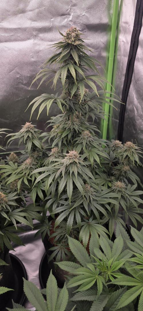 Amnesia Haze (B) Ganja Farmer. Week 15