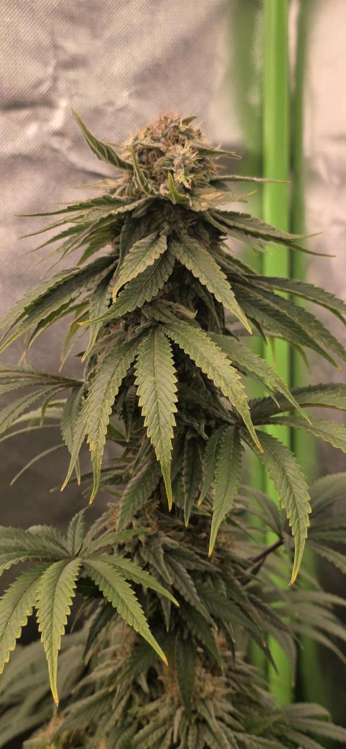 Amnesia Haze (B) Ganja Farmer. Week 15