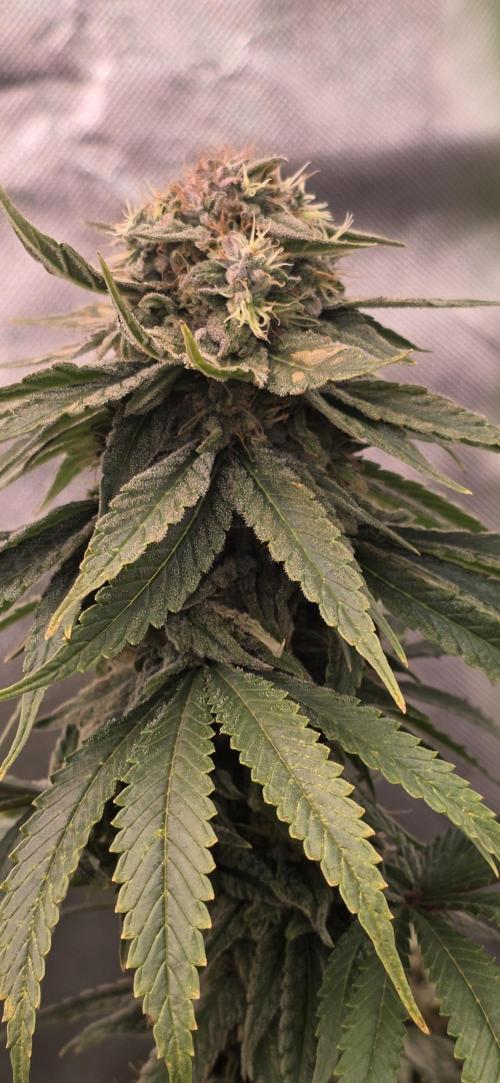 Amnesia Haze (B) Ganja Farmer. Week 15