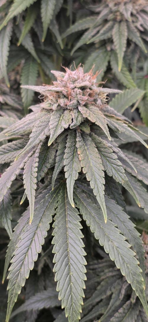Amnesia Haze (B) Ganja Farmer. Week 15