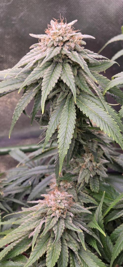 Amnesia Haze (B) Ganja Farmer. Week 15