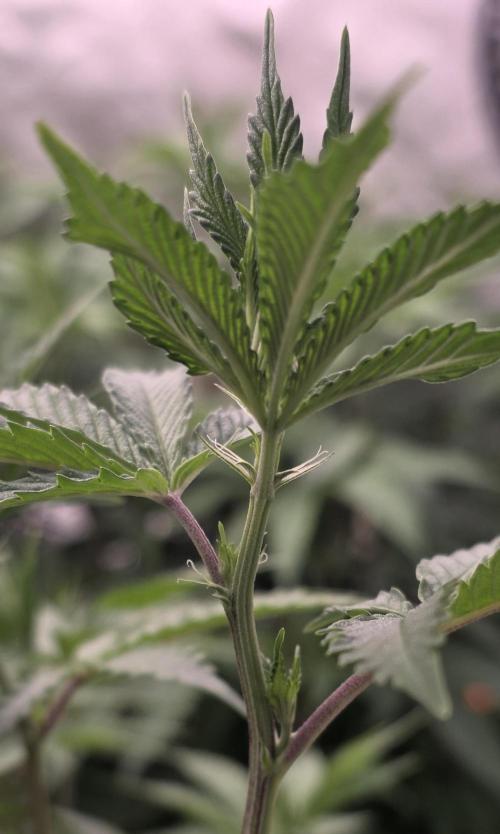 Naughty Dawg-Wunderbohnen-SeedsOfAnarchy. Week 10