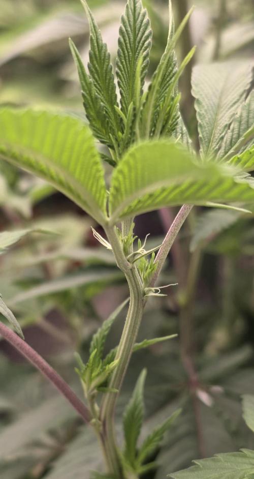 Naughty Dawg-Wunderbohnen-SeedsOfAnarchy. Week 10