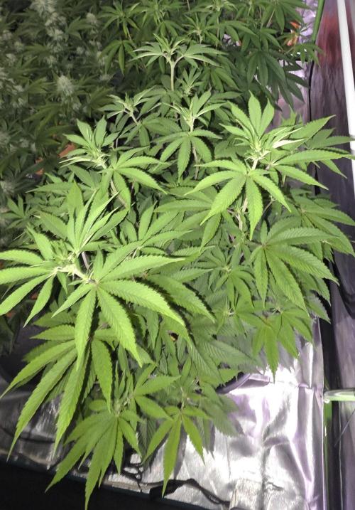 Naughty Dawg-Wunderbohnen-SeedsOfAnarchy. Week 10