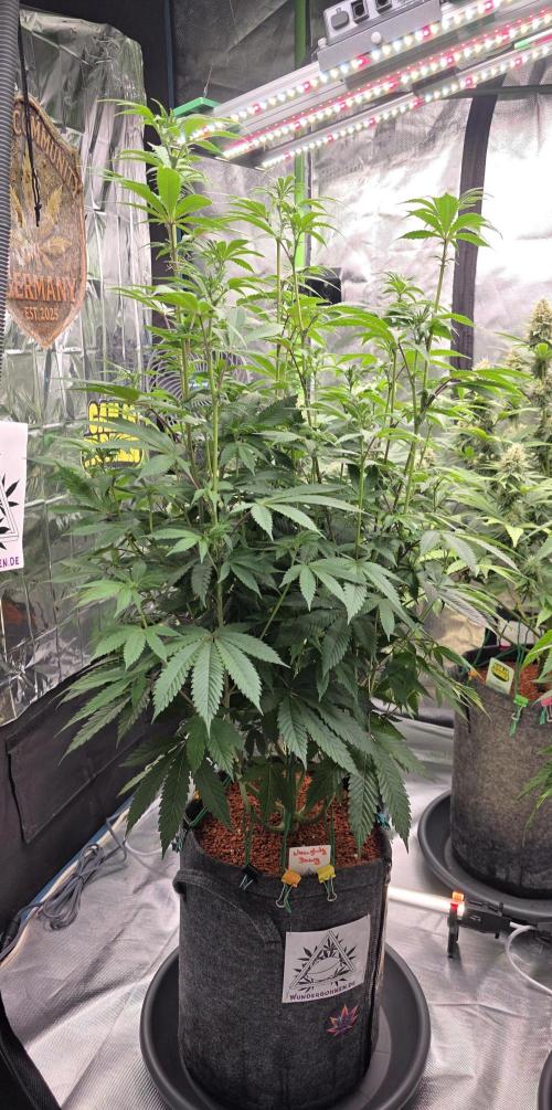 Naughty Dawg-Wunderbohnen-SeedsOfAnarchy. Week 11
