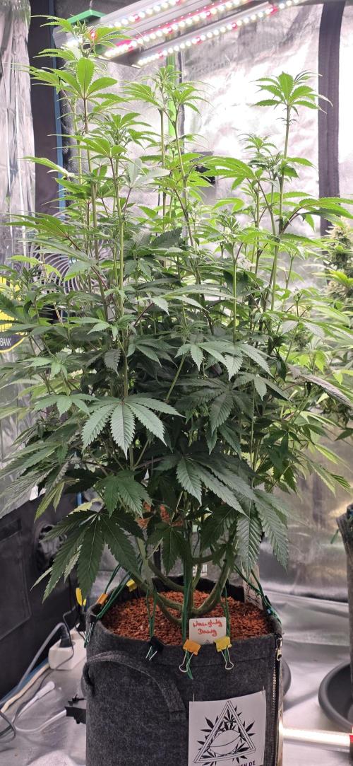 Naughty Dawg-Wunderbohnen-SeedsOfAnarchy. Week 11
