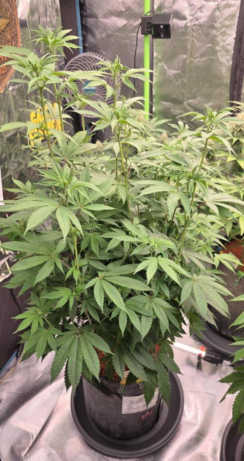 Naughty Dawg-Wunderbohnen-SeedsOfAnarchy. Week 11