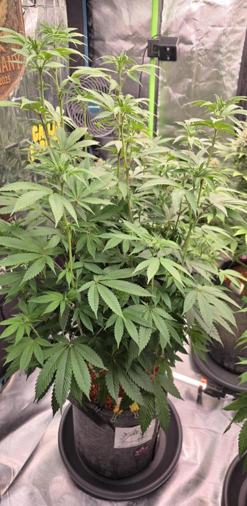 Naughty Dawg-Wunderbohnen-SeedsOfAnarchy. Week 11