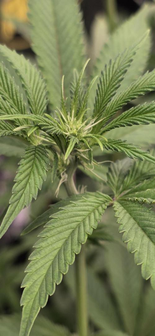 Naughty Dawg-Wunderbohnen-SeedsOfAnarchy. Week 11