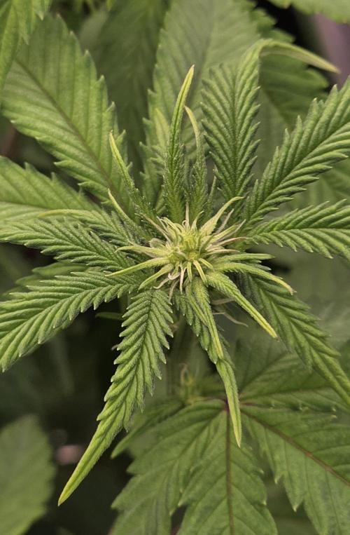 Naughty Dawg-Wunderbohnen-SeedsOfAnarchy. Week 11