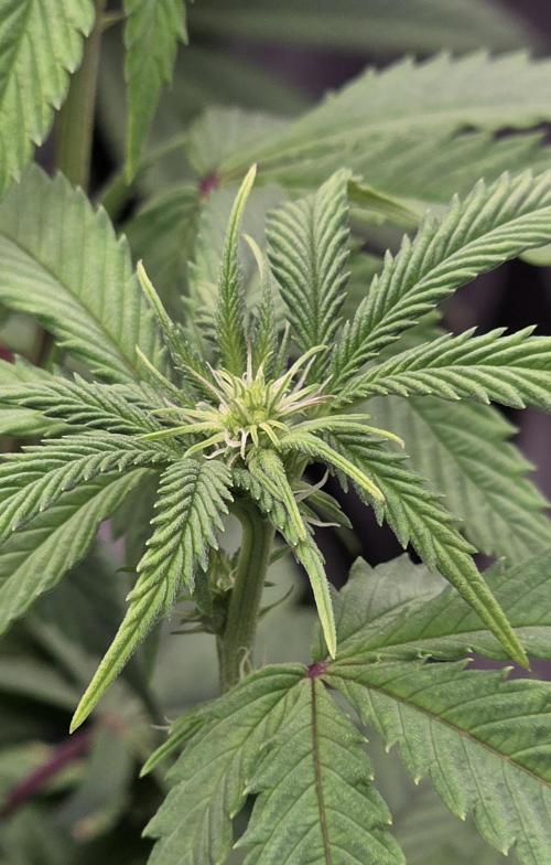 Naughty Dawg-Wunderbohnen-SeedsOfAnarchy. Week 11