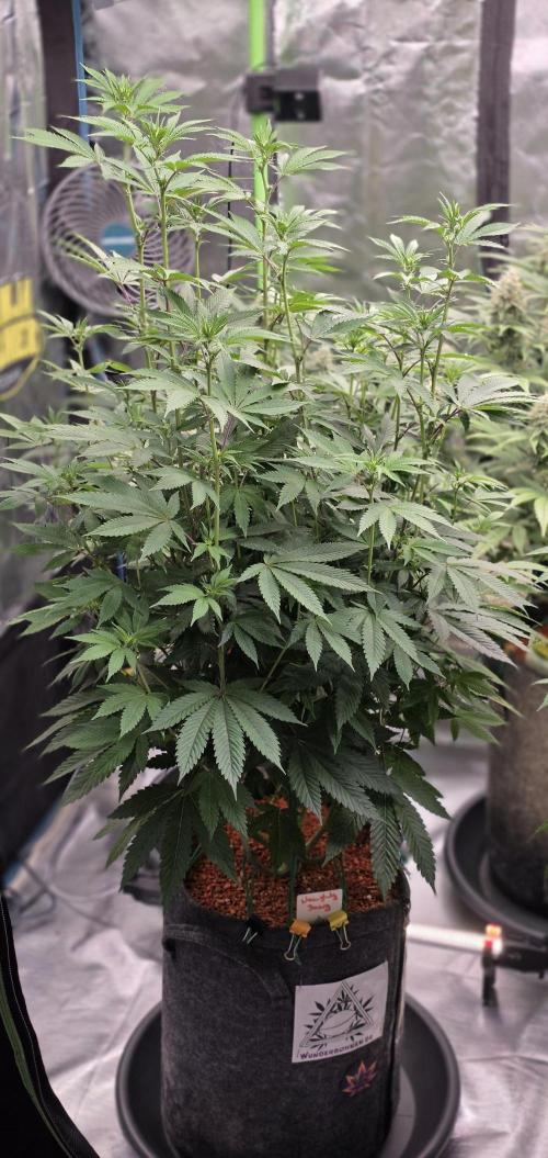 Naughty Dawg-Wunderbohnen-SeedsOfAnarchy. Week 11