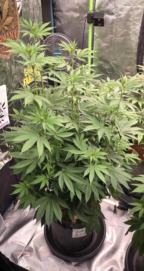 Naughty Dawg-Wunderbohnen-SeedsOfAnarchy. Week 11