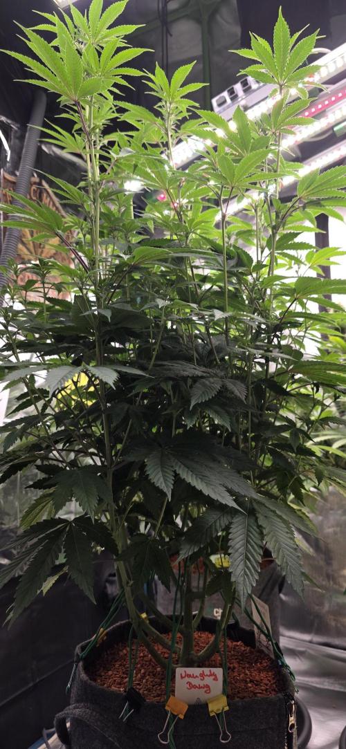 Naughty Dawg-Wunderbohnen-SeedsOfAnarchy. Week 11