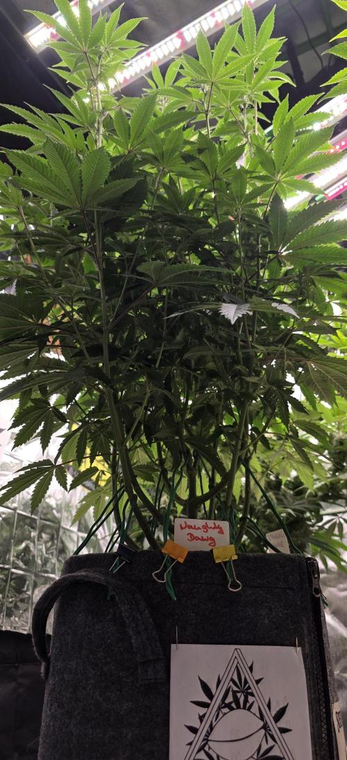 Naughty Dawg-Wunderbohnen-SeedsOfAnarchy. Week 11