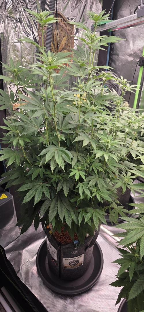 Naughty Dawg-Wunderbohnen-SeedsOfAnarchy. Week 11