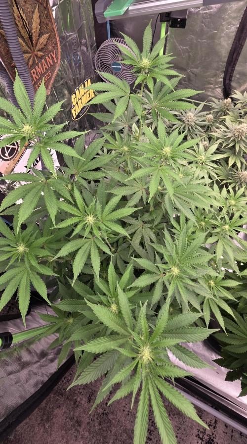 Naughty Dawg-Wunderbohnen-SeedsOfAnarchy. Week 11