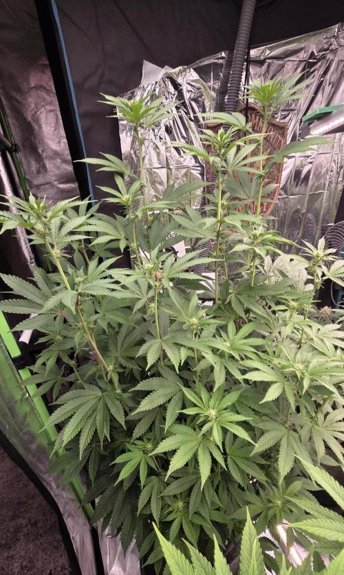 Naughty Dawg-Wunderbohnen-SeedsOfAnarchy. Week 11