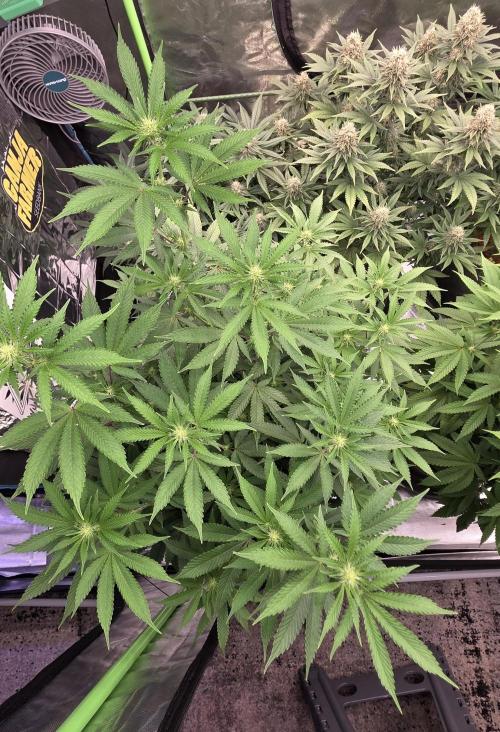 Naughty Dawg-Wunderbohnen-SeedsOfAnarchy. Week 11