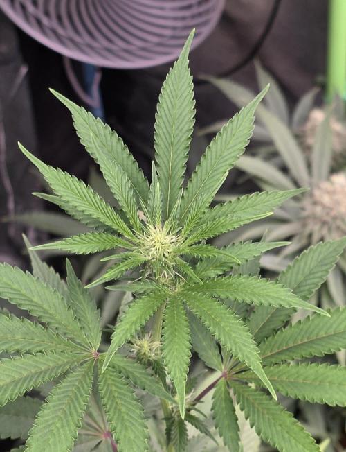 Naughty Dawg-Wunderbohnen-SeedsOfAnarchy. Week 11
