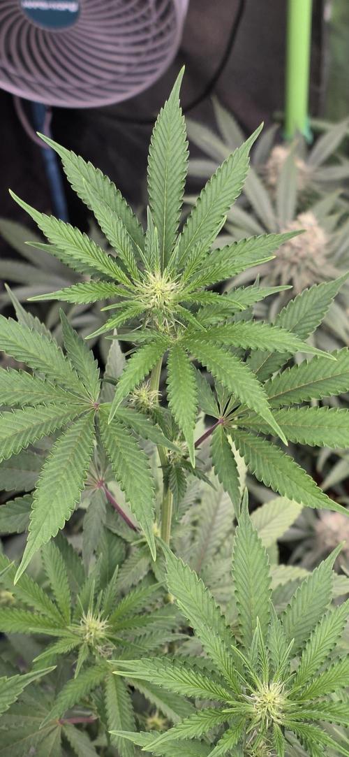 Naughty Dawg-Wunderbohnen-SeedsOfAnarchy. Week 11