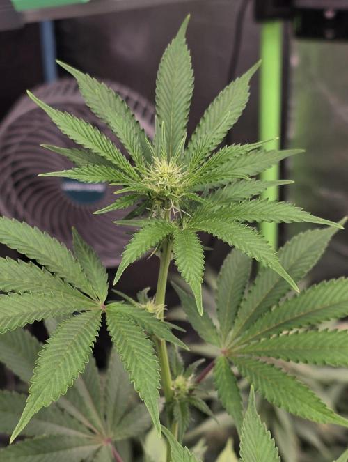 Naughty Dawg-Wunderbohnen-SeedsOfAnarchy. Week 11