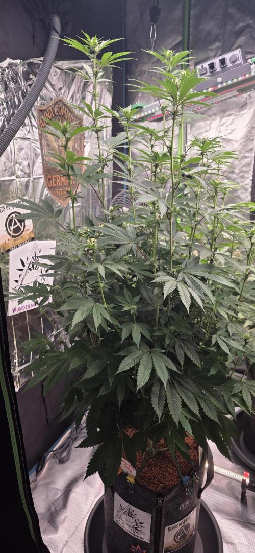 Naughty Dawg-Wunderbohnen-SeedsOfAnarchy. Week 11