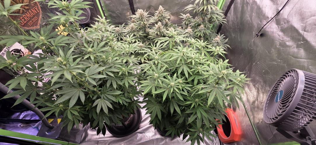 Naughty Dawg-Wunderbohnen-SeedsOfAnarchy. Week 11