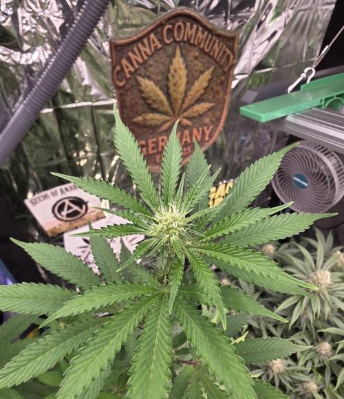 Naughty Dawg-Wunderbohnen-SeedsOfAnarchy. Week 11