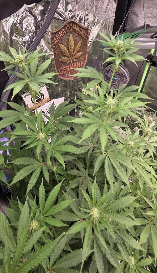 Naughty Dawg-Wunderbohnen-SeedsOfAnarchy. Week 11