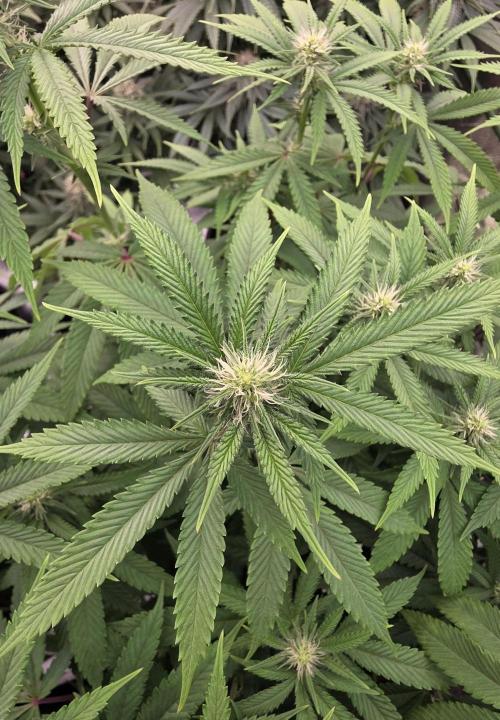 Naughty Dawg-Wunderbohnen-SeedsOfAnarchy. Week 11