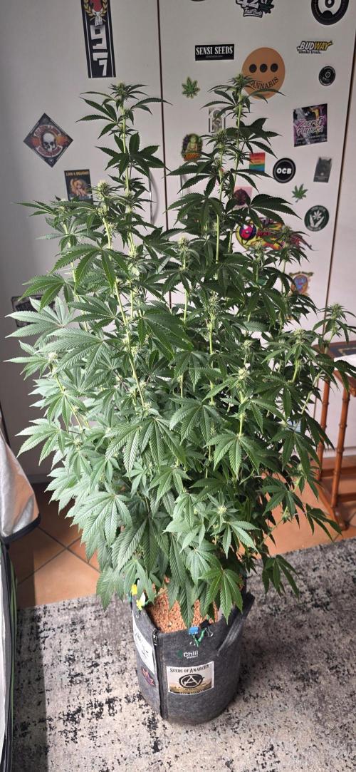 Naughty Dawg-Wunderbohnen-SeedsOfAnarchy. Week 12