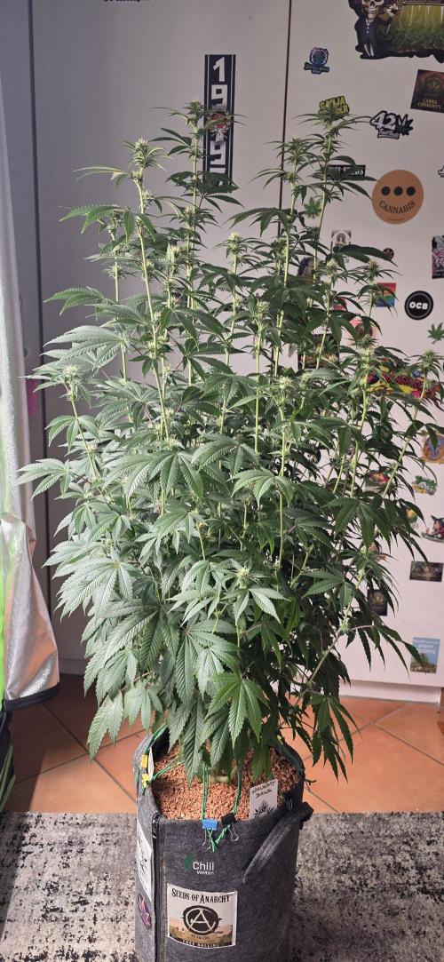 Naughty Dawg-Wunderbohnen-SeedsOfAnarchy. Week 12