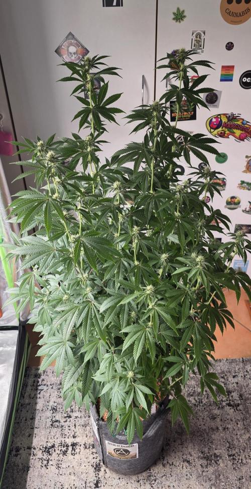 Naughty Dawg-Wunderbohnen-SeedsOfAnarchy. Week 12