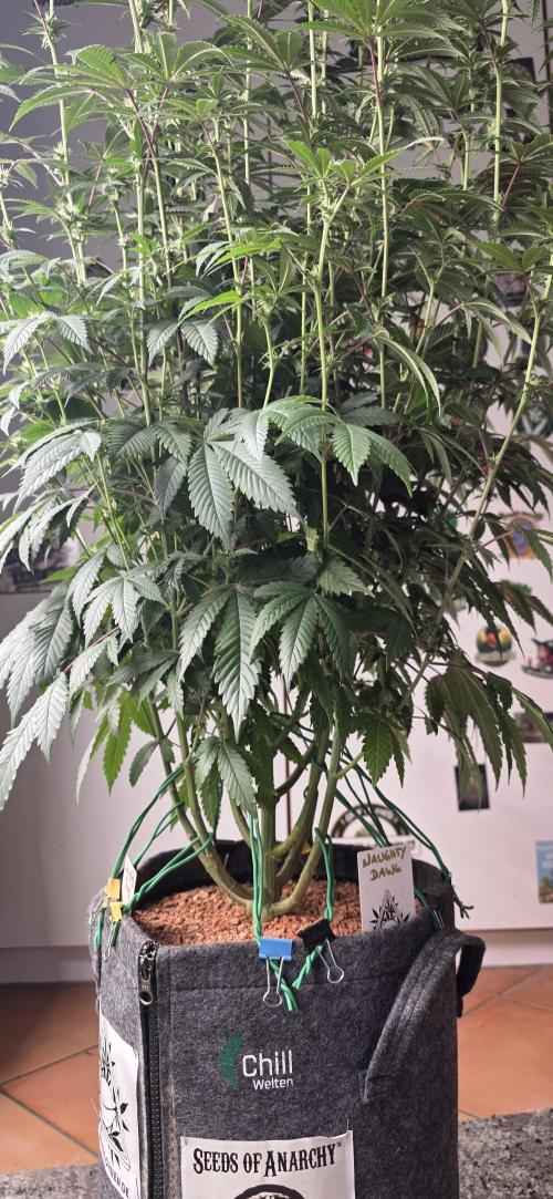 Naughty Dawg-Wunderbohnen-SeedsOfAnarchy. Week 12