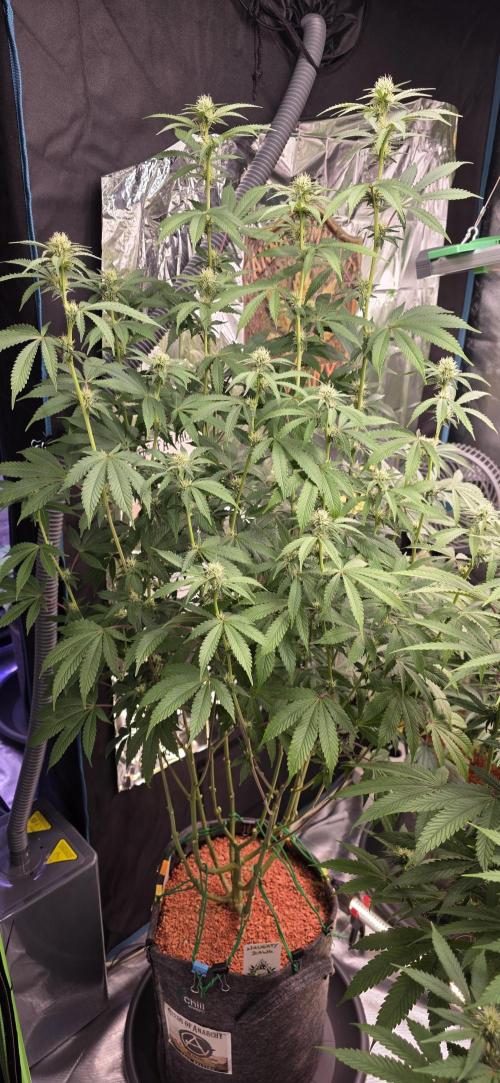 Naughty Dawg-Wunderbohnen-SeedsOfAnarchy. Week 12