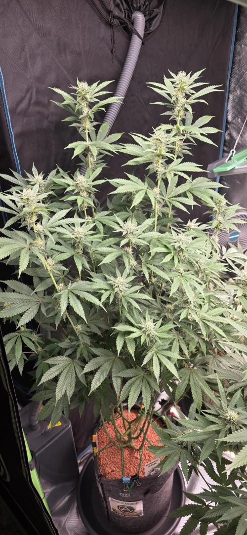 Naughty Dawg-Wunderbohnen-SeedsOfAnarchy. Week 12