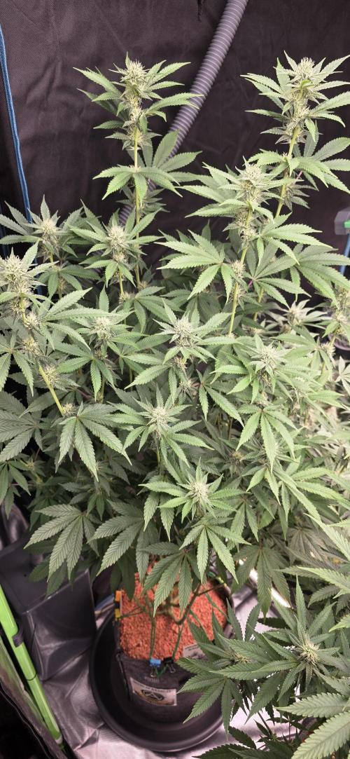 Naughty Dawg-Wunderbohnen-SeedsOfAnarchy. Week 12