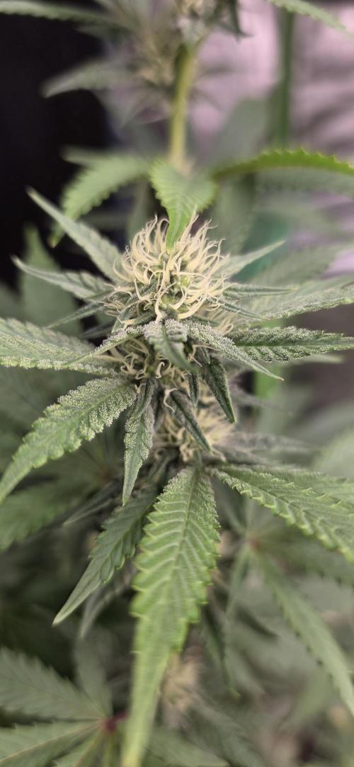 Naughty Dawg-Wunderbohnen-SeedsOfAnarchy. Week 12