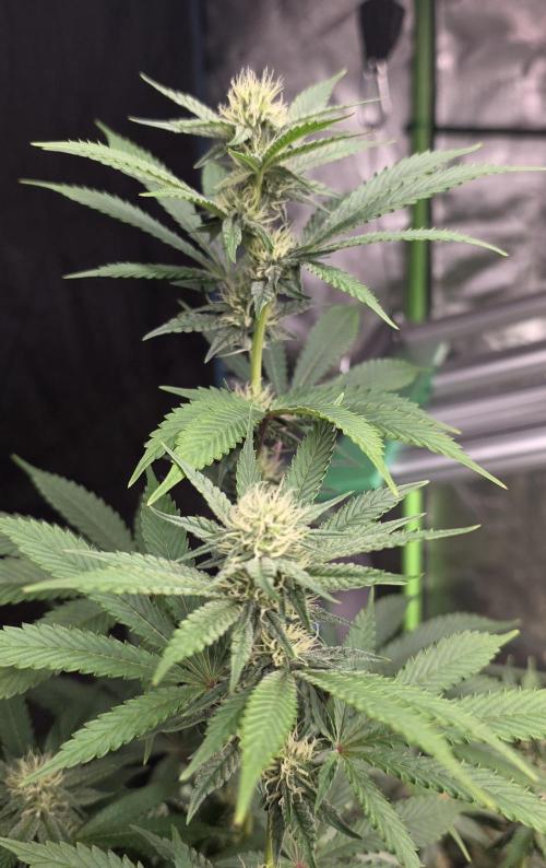 Naughty Dawg-Wunderbohnen-SeedsOfAnarchy. Week 12