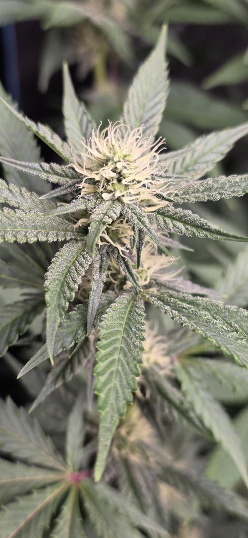 Naughty Dawg-Wunderbohnen-SeedsOfAnarchy. Week 12
