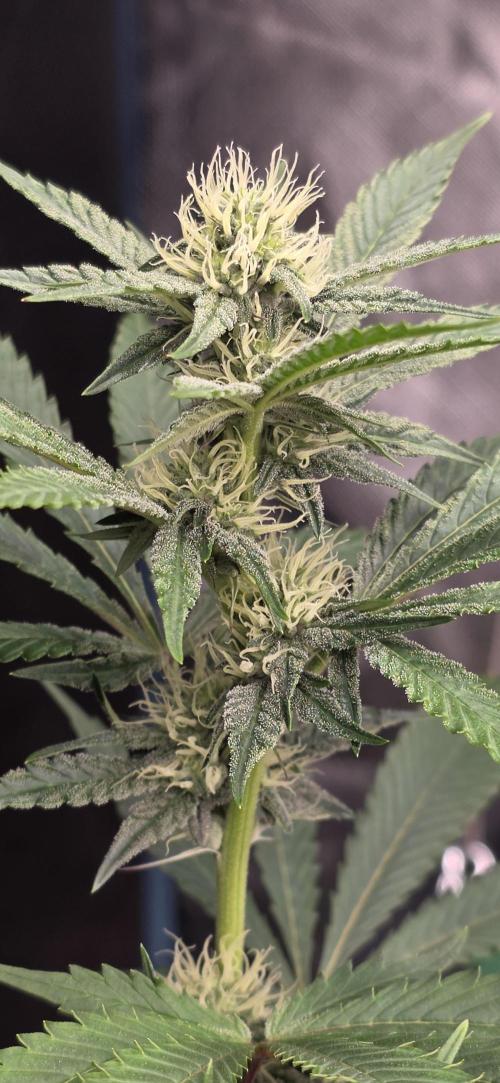 Naughty Dawg-Wunderbohnen-SeedsOfAnarchy. Week 12