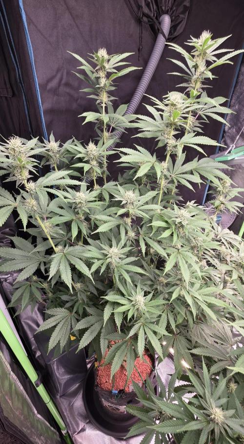 Naughty Dawg-Wunderbohnen-SeedsOfAnarchy. Week 12