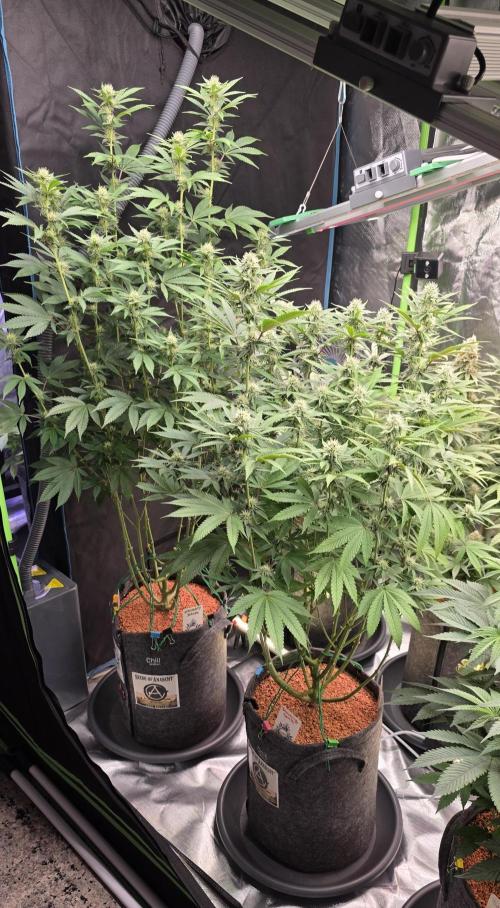 Naughty Dawg-Wunderbohnen-SeedsOfAnarchy. Week 12
