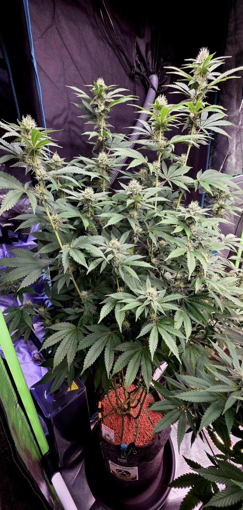 Naughty Dawg-Wunderbohnen-SeedsOfAnarchy. Week 13