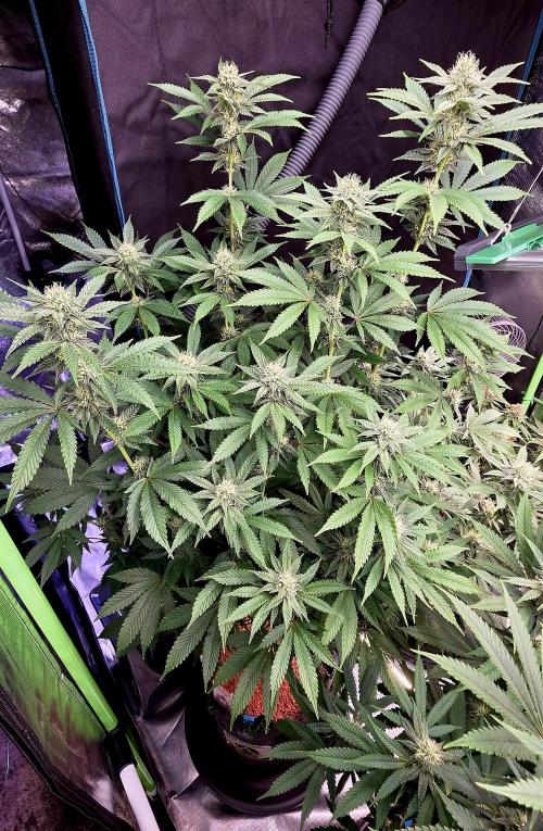 Naughty Dawg-Wunderbohnen-SeedsOfAnarchy. Week 13